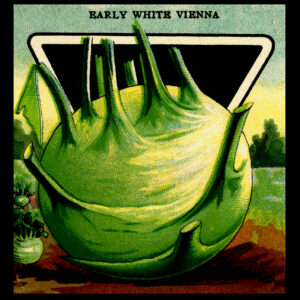 Early White Vienna Kohl Rabi Packet