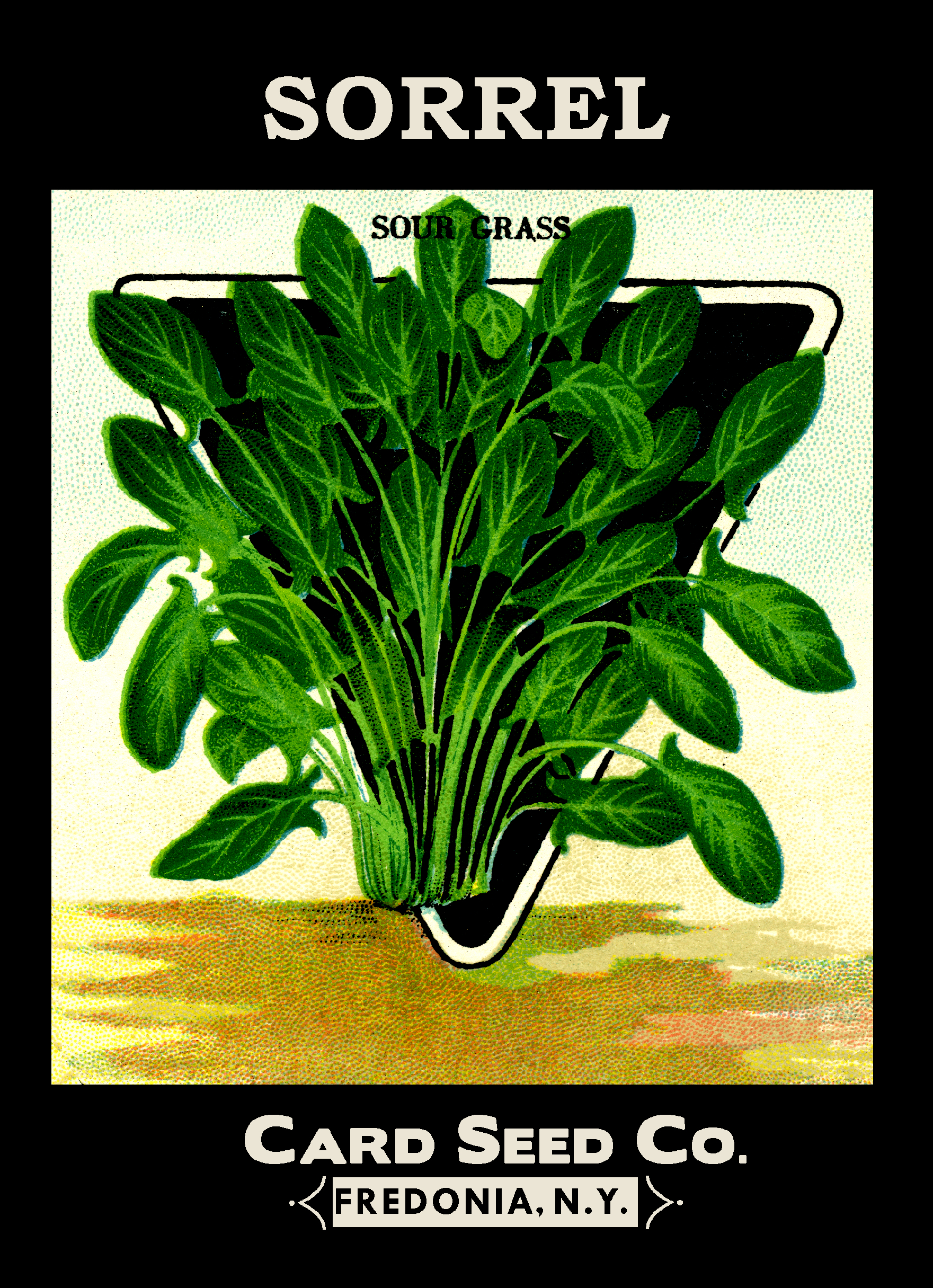 Sorrel Sour Grass Packet