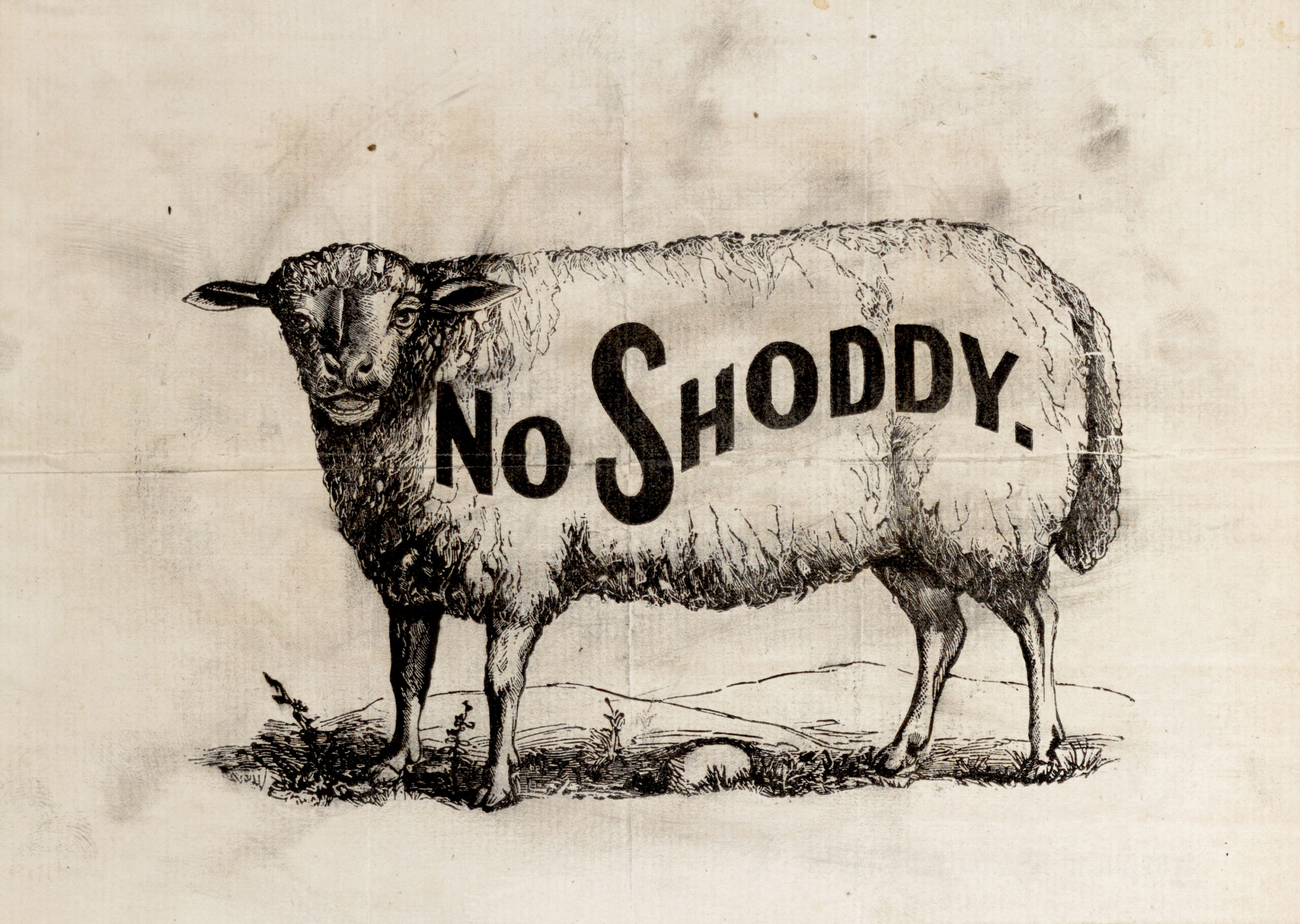 No Shoddy Sheep