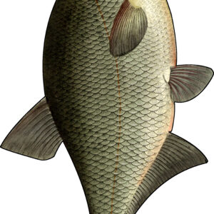 Fish Die Cut #39 Antique Lithograph