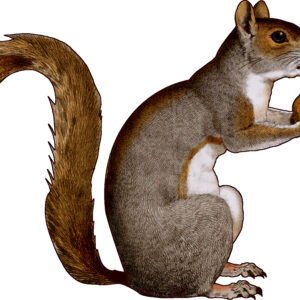 Squirrel with Nut Die Cut