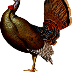 Wild Turkey Victorian Die Cut